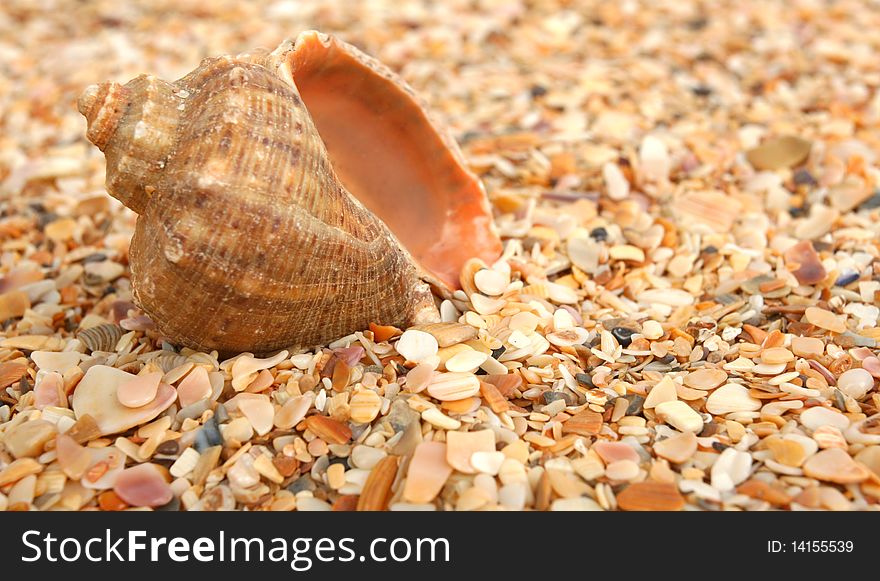Cockleshell On Sea Sand