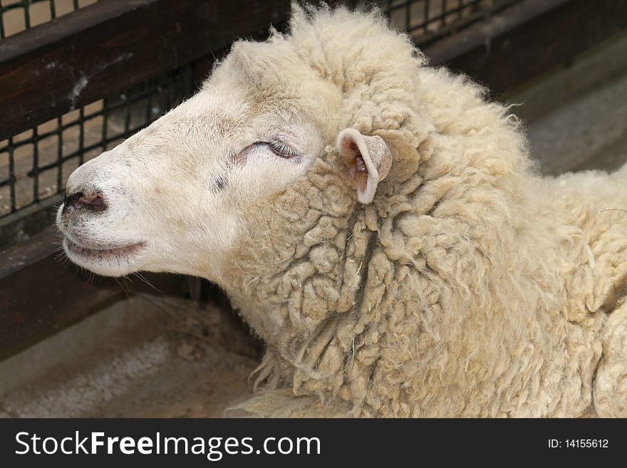 One lovely sheep inside a cage at the zoo.