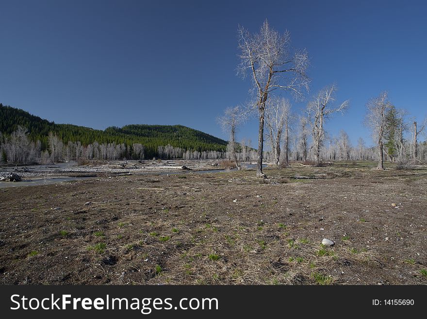 Trees before spring near a river in the national park of Yellowstone, Wyoming