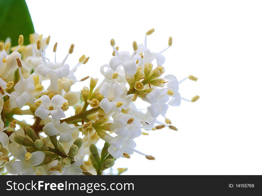 The spring, blossoming bush on a white background, studio.