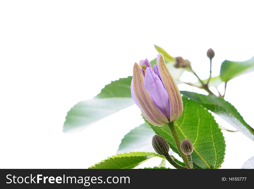 The spring, blossoming tree on a white background, studio.