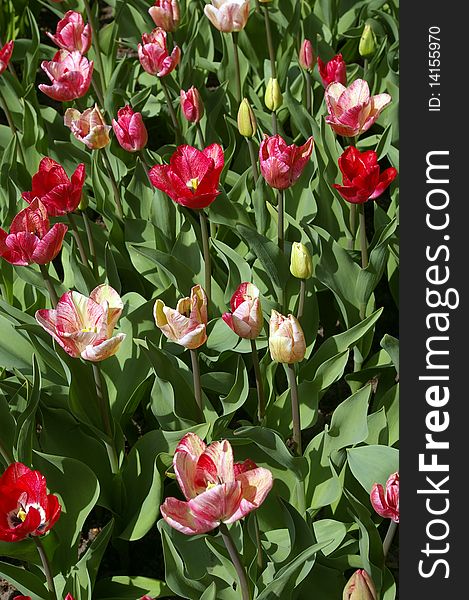 Pink tulips flowerbed for background. Pink tulips flowerbed for background.