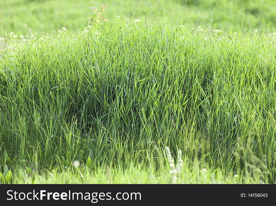 Fresh green grass growing in spring