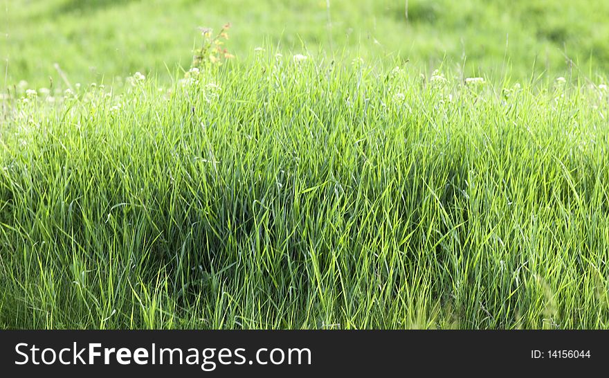 Fresh green grass growing in spring