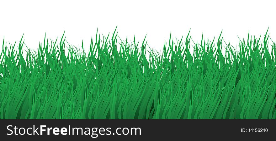 Summer Grass