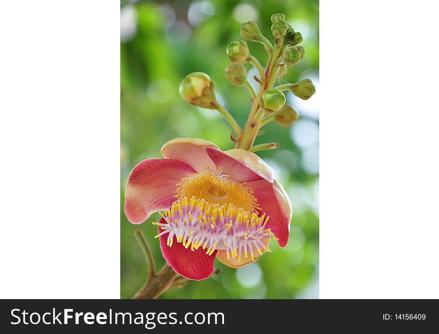 Cannon ball tree flower