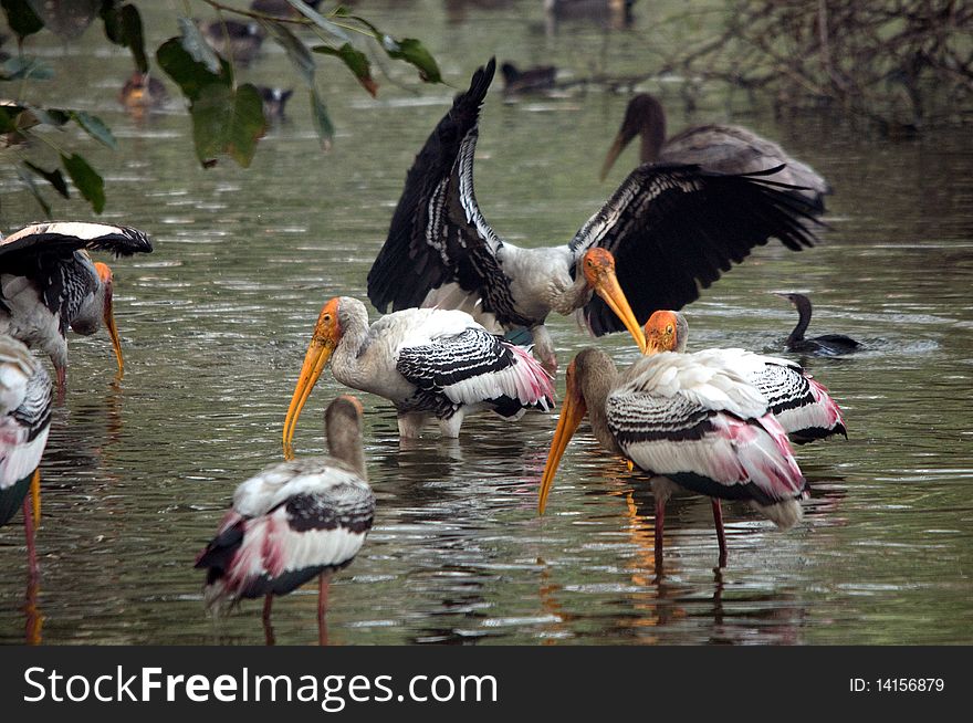 Painted stork/mycteria leucocephala flock to a pond in search for fish. Painted stork/mycteria leucocephala flock to a pond in search for fish