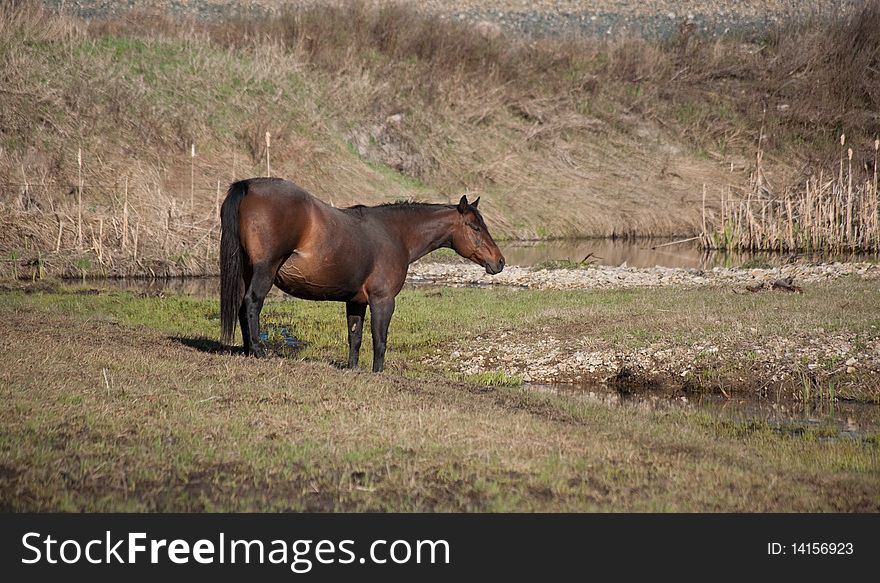 Bay quarter horse mare by creek