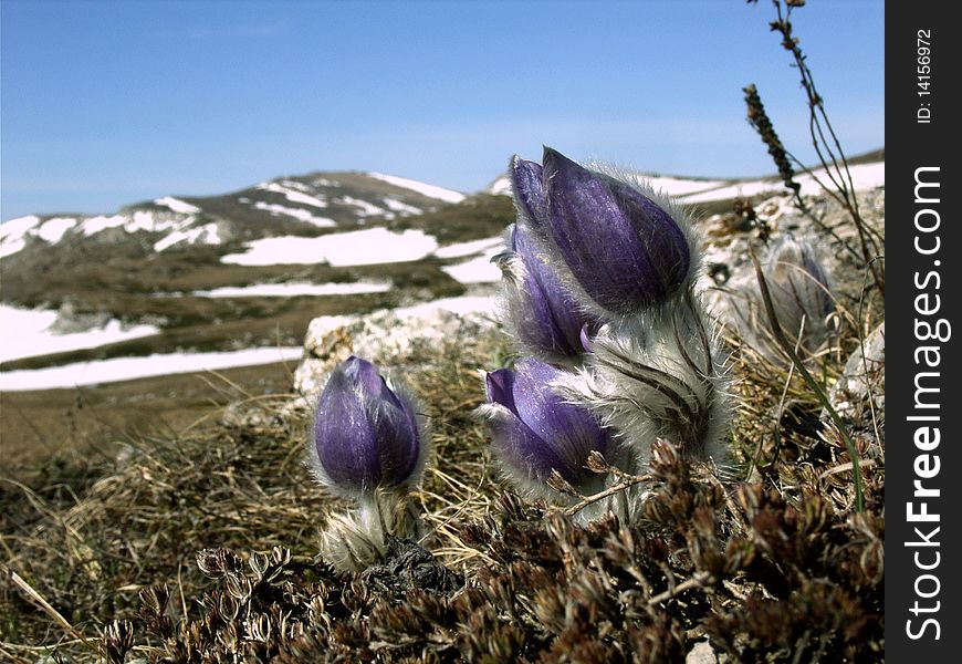 Dark blue flowers the Dream a grass in the Crimean mountains. Dark blue flowers the Dream a grass in the Crimean mountains.