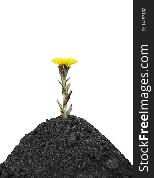 The yellow spring flower on a hillock from black soil on a white background close up is isolated. The yellow spring flower on a hillock from black soil on a white background close up is isolated