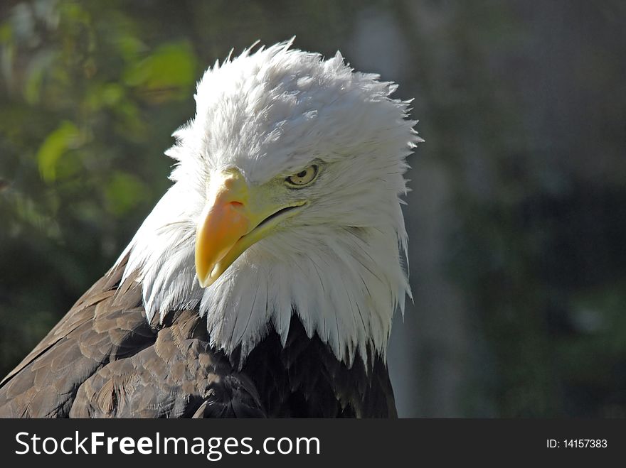 Pride Bald Eagle