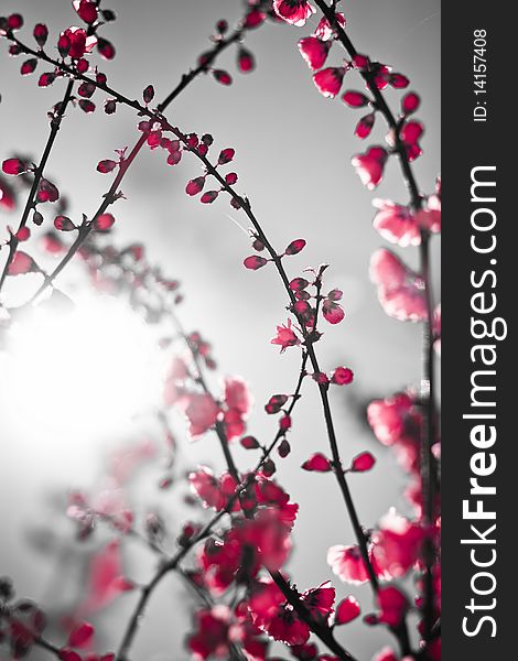 Beautiful red branch blossom background with sun. Asian theme image. Low aperture shot, selective focus. Beautiful red branch blossom background with sun. Asian theme image. Low aperture shot, selective focus