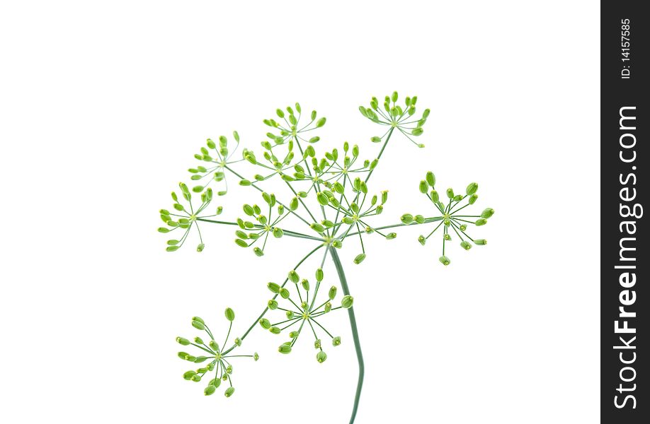 Close-up of dill, isolated on white background