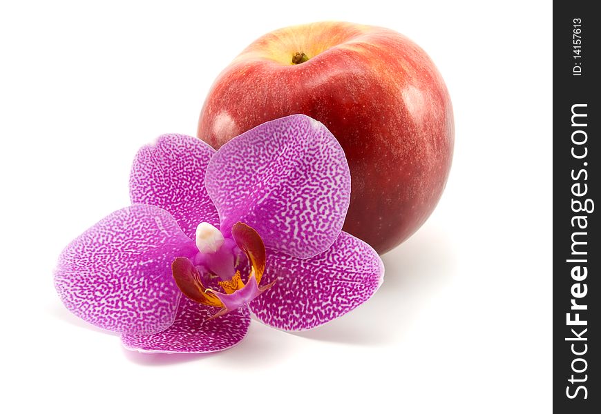 One orchid with red apple, isolated on white background. One orchid with red apple, isolated on white background