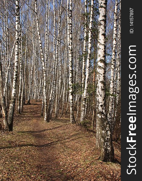 Birch wood in the early spring