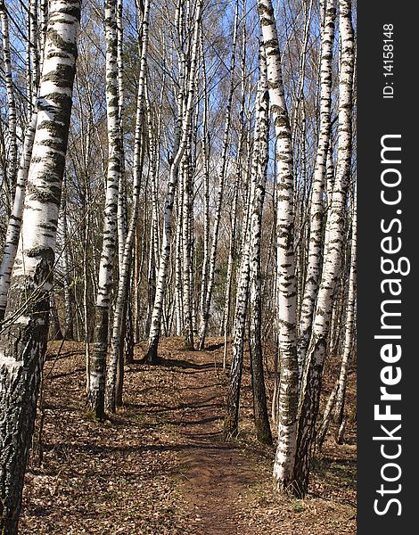 Birch wood in the early spring after rain
