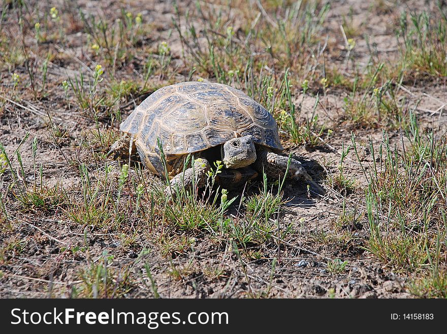 Old Tortoise on a ground