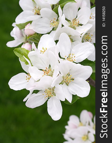 Apple blossoms