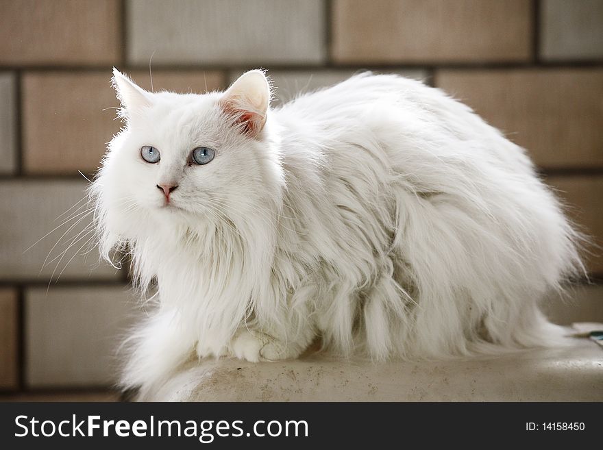 Cute white cat having a rest after dinner. Cute white cat having a rest after dinner.