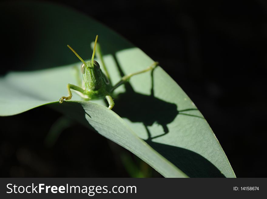 A green grasshopper on a leaf casting an interesting shadow.