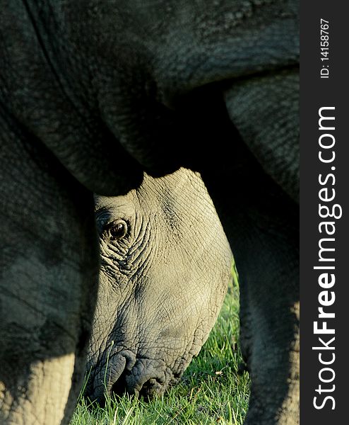 A young rhino looking towards the camera through its mother's legs. A young rhino looking towards the camera through its mother's legs.