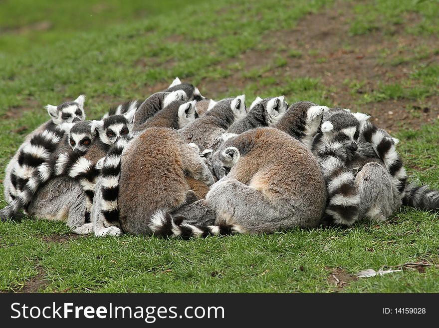 Group of ring-tailed lemurs siting close together