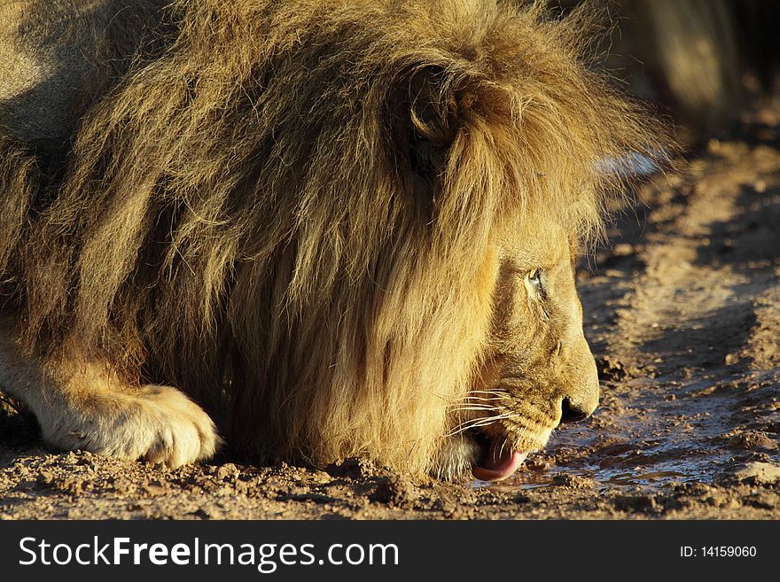 Big male lion drinking water from a puddle in the road. Photo taken from the side.