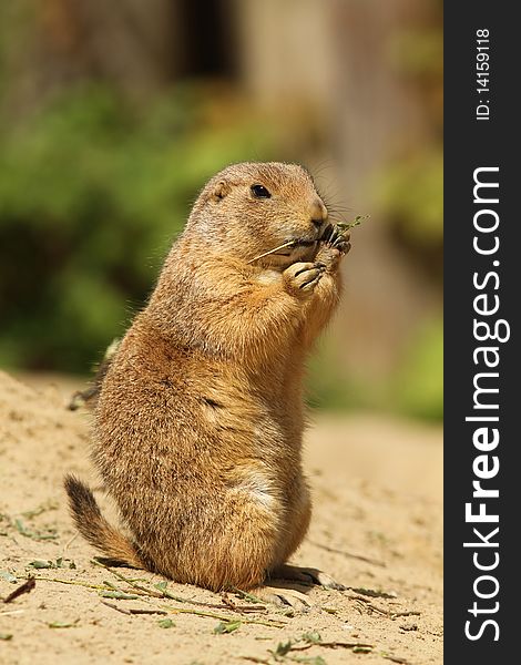 Animals: Prairie dog standing upright and eating a twig