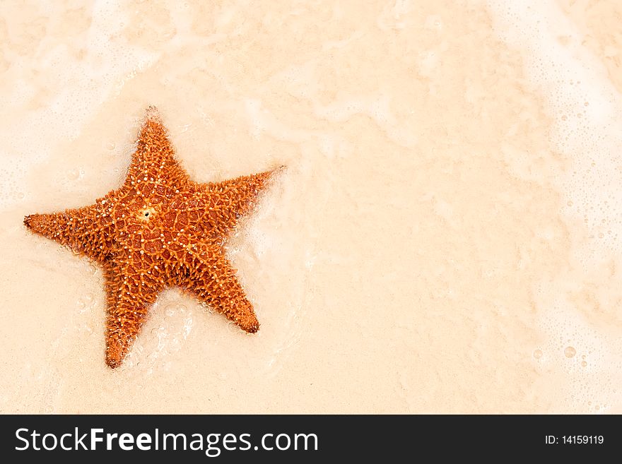 Red starfish on a sand beach