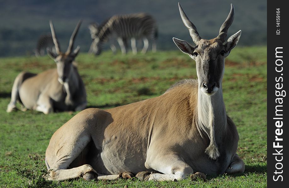 Large eland lying down with zebra in the backround.