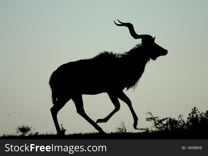 A silouhette of a kudu running across a plain.