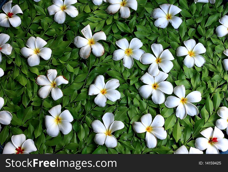 Plumeria White