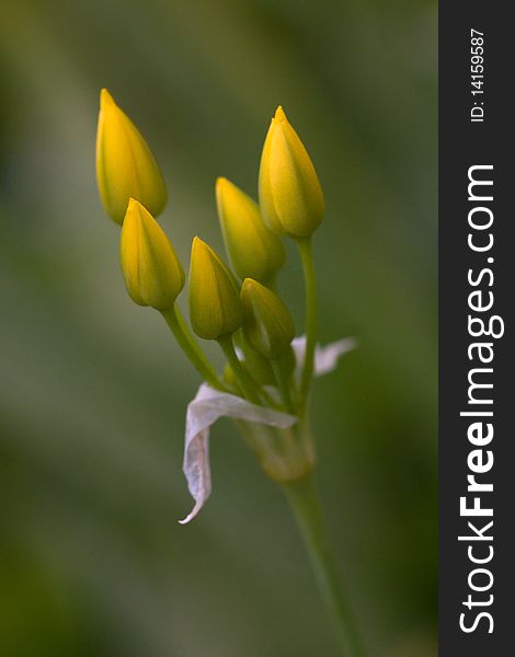 The yellow flower buds with green background