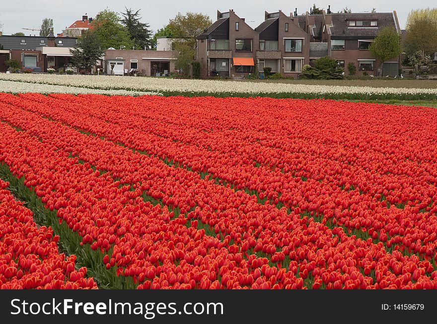 Flowerfied in Holland near Keukenhof. Flowerfied in Holland near Keukenhof