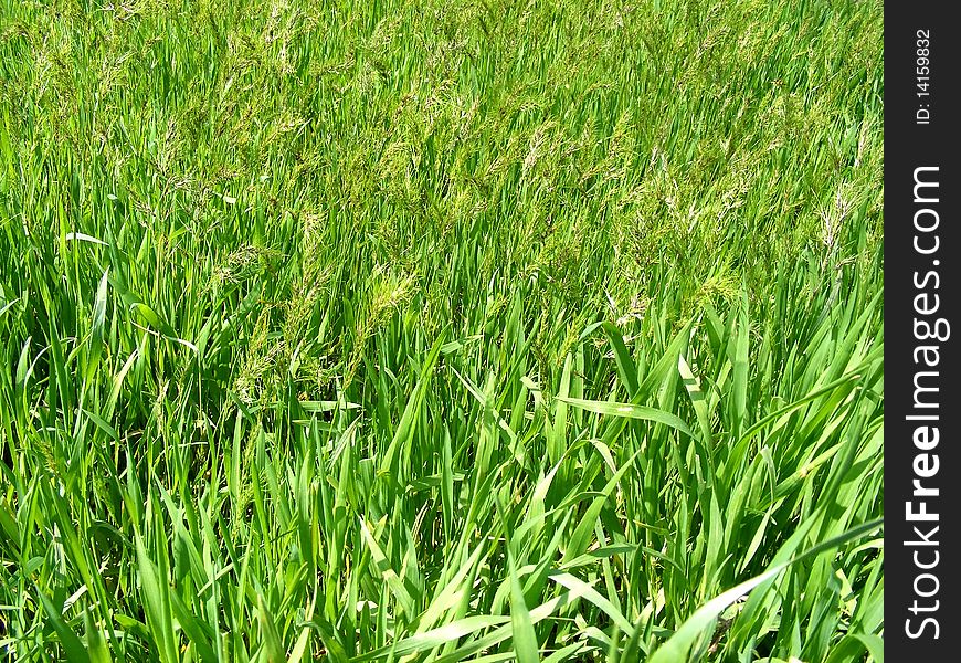 Background on the young green grass of different species on a sunny day