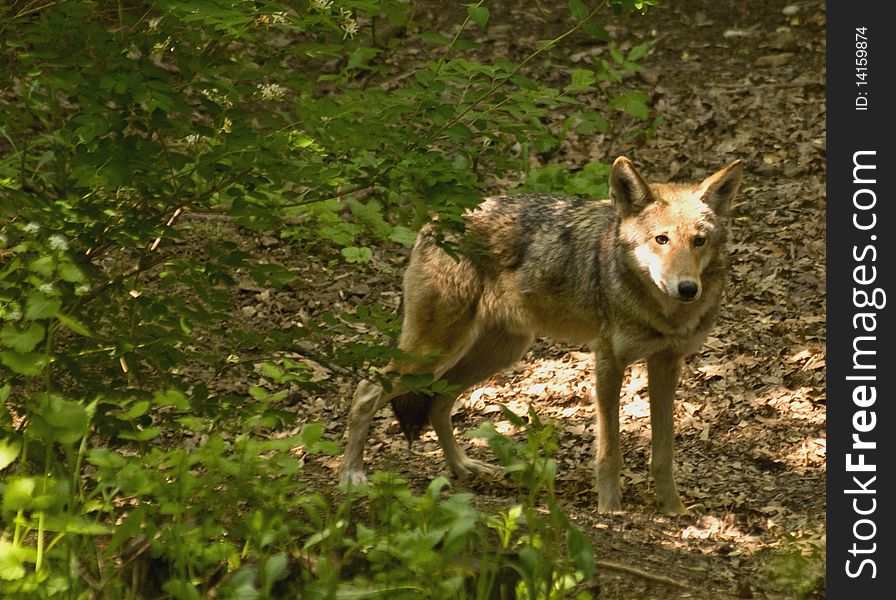 Red wolf coming out of woods into sunlight. Red wolf coming out of woods into sunlight
