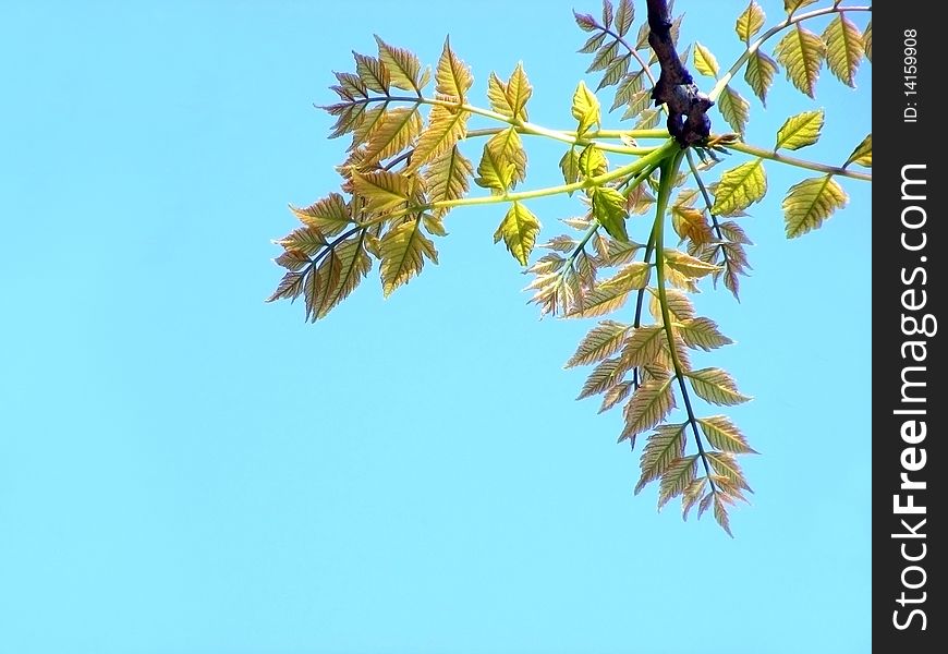 A branch with leaves against the blue sky on a sunny day