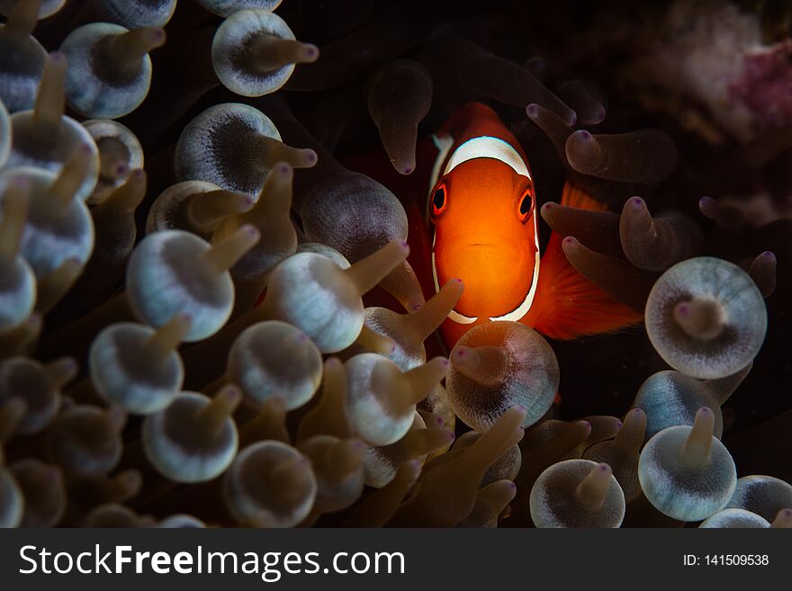 Spinecheek Anemonefish and Tentacles in Papua New Guinea