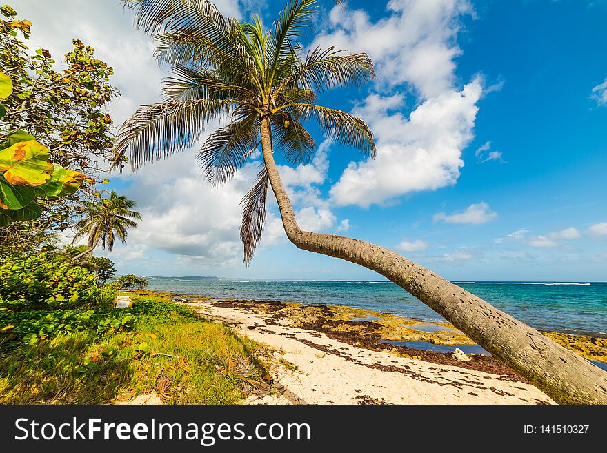 Palm tree over the sand in Autre Bord beach in Guadeloupe, French west indies. Lesser Antilles, Caribbean sea