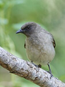 Free Common Bulbul Pycnonotus Barbatus Royalty Free Stock Photography - 141535787