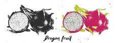 Hand Drawn Sketch Of Dragon Fruit In Monochrome And Colorful. Detailed Vegetarian Food Drawing Royalty Free Stock Image