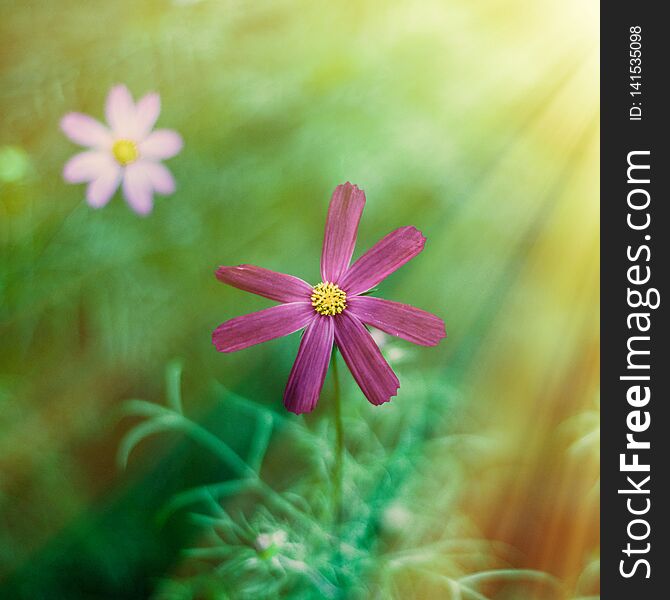 Daisy flowers in sunlight - springtime, beauty in nature and gardening concept. Garden dream in sunny day