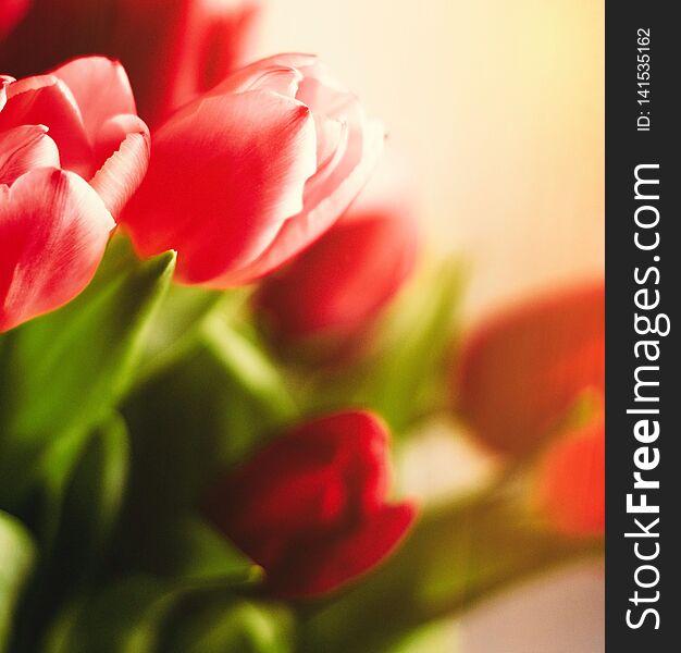 Bouquet of tulips in bloom - mothers day, springtime and international womens day concept. Brighten up your home with flowers. Bouquet of tulips in bloom - mothers day, springtime and international womens day concept. Brighten up your home with flowers