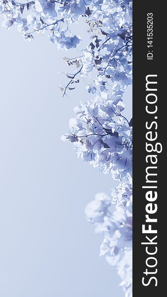 Flower background, spring nature and botanical beauty concept - Blue floral composition