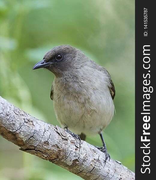 Common Bulbul Pycnonotus Barbatus