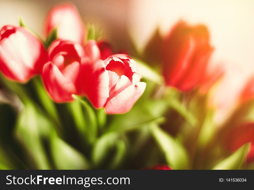 Bouquet of tulips in bloom - mothers day, springtime and international womens day concept. Brighten up your home with flowers. Bouquet of tulips in bloom - mothers day, springtime and international womens day concept. Brighten up your home with flowers