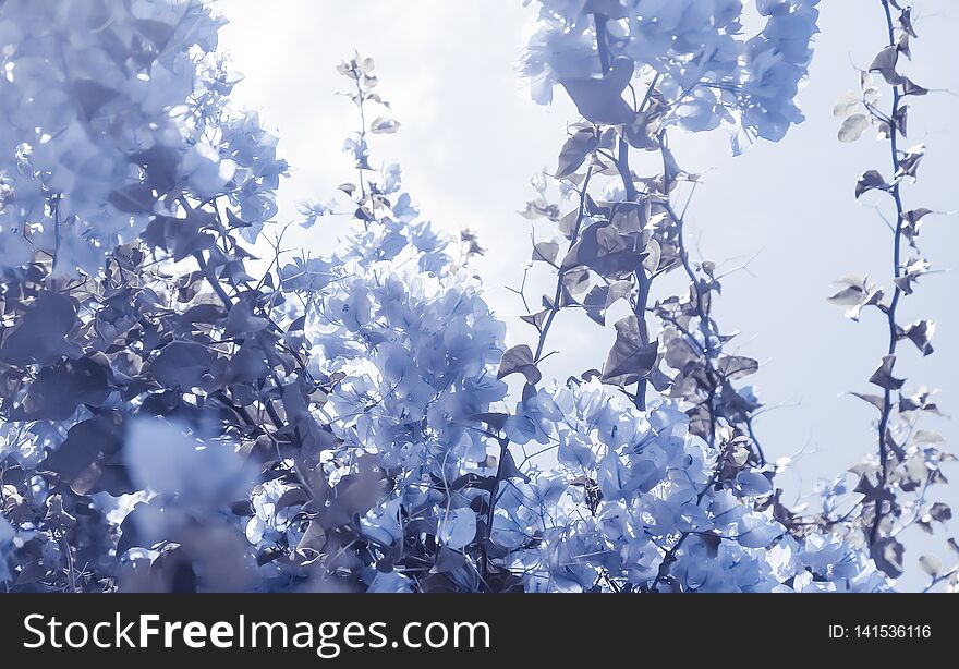 Blue Floral Composition