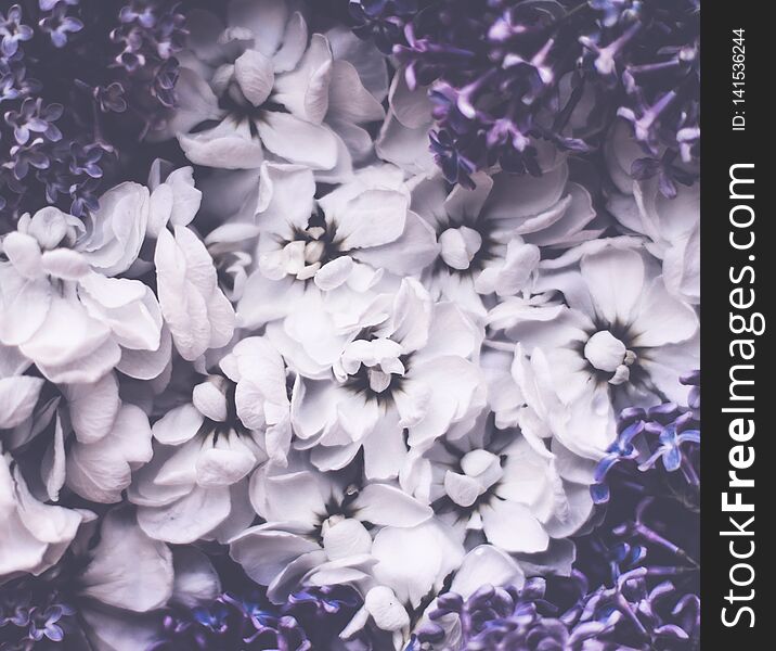 Vintage Floral Background