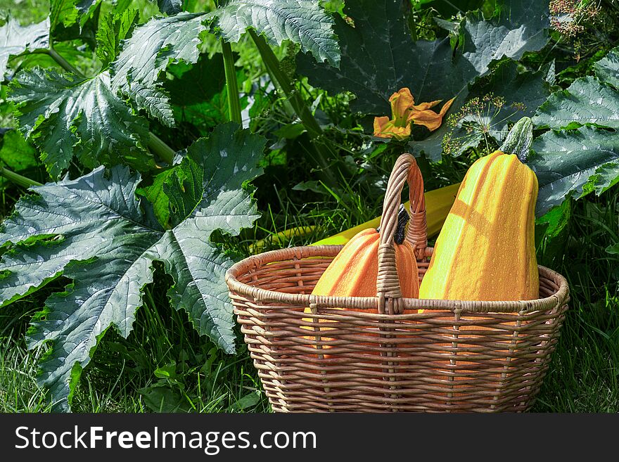 Two yellow zucchini in the basket in the garden, in farmland. Agriculture and healthy eating concept