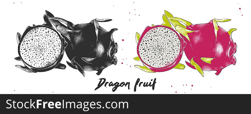 Hand drawn sketch of dragon fruit in monochrome and colorful. Detailed vegetarian food drawing